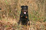 BEAUCERON 1036